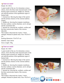 Giant ear model Model