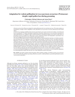 Adaptation for rodent pollination in