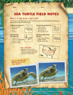Sea Turtle Activities For Kids