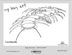 Centipede