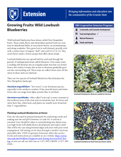 Growing Fruits: Wild Lowbush Blueberries