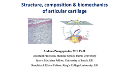 Cartilage functions