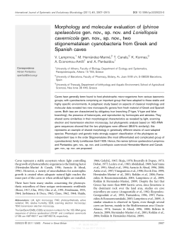 Morphology and molecular evaluation of Iphinoe spelaeobios gen