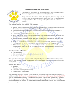 Heat Exhaustion and Heat Stroke in Dogs Summer is - GEAC-UFV
