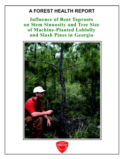 Influence of Bent Taproots-Web