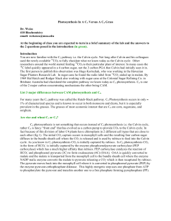 Photosynthesis In A C3 Versus A C4 Grass