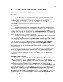 UNIT 18: SEEDLESS VASCULAR PLANTS&ndash;FERNS AND FERN