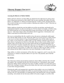 Assessing the Behavior of Shelter Rabbits