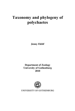 Taxonomy and phylogeny of polychaetes