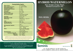 Seminis Flyer (Watermelon) copy