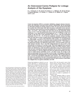 An Outcrossed Canine Pedigree for Linkage Analysis of Hip Dysplasia