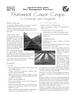 Perennial Cover Crops In Orchards and Vineyards