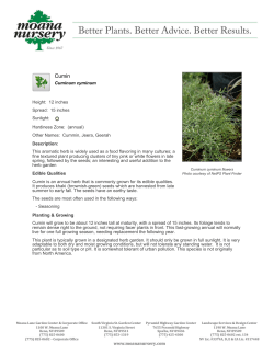 Cuminum cyminum Height: 12 inches Spread: 15