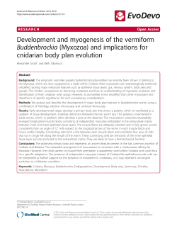 Development and myogenesis of the vermiformBuddenbrockia