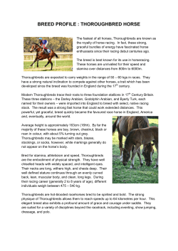 BREED PROFILE : THOROUGHBRED HORSE