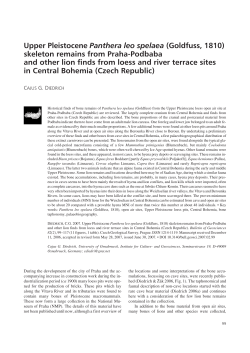 Upper Pleistocene Panthera leo spelaea (Goldfuss, 1810) skeleton