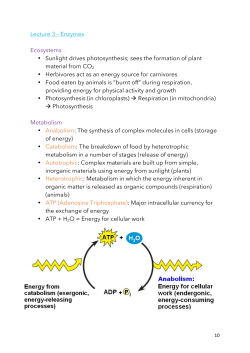 Lecture 3 &ndash; Enzymes Ecosystems &bull; Sunlight drives photosynthesis