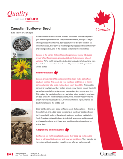 Canadian Sunflower Seed