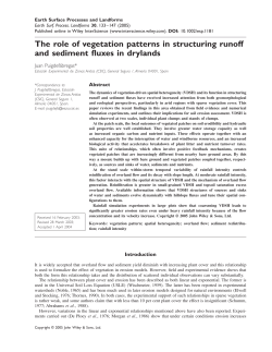 The role of vegetation patterns in structuring runoff and