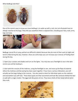 Bed Bug Information