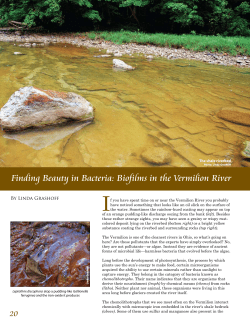 Finding Beauty in Bacteria: Biofilms in the Vermilion River