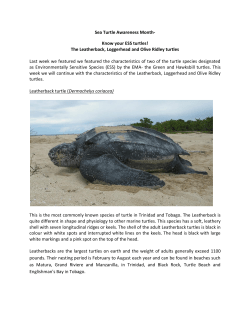 Know your ESS turtles!