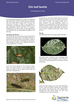 Elm leaf beetle - Department of Primary Industries, Parks, Water and