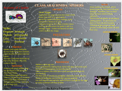 Senses Digestion Spinnerets Three Stages: Reproduction