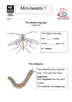Mini-beasts 1 - Gwent Wildlife Trust