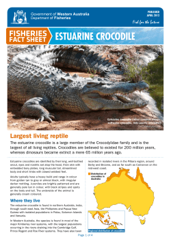estuarine crocodile - Department of Fisheries