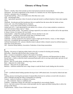 Glossary of Sheep Terms