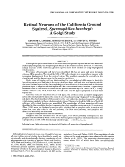 Retinal neurons of the California ground squirrel