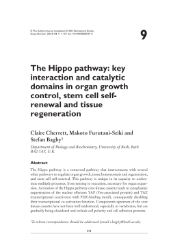 The Hippo pathway - Essays in Biochemistry