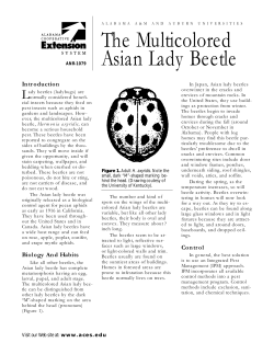 The Multicolored Asian Lady Beetle