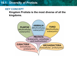 19.1 Diversity of Protists