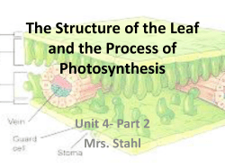 Plant Anatomy and Photosynthesis