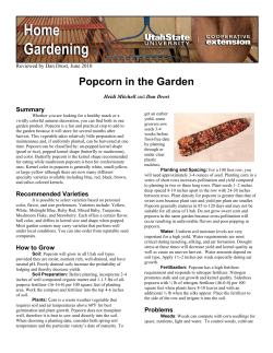 Popcorn in the Garden - DigitalCommons@USU