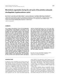 Microtubule organization during the cell cycle of the primitive
