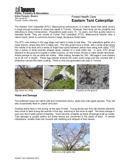 Eastern Tent Caterpillar