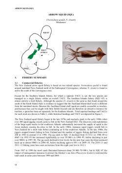 ARROW SQUID (SQU)