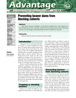 Preventing beaver dams from blocking culverts