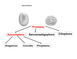 Protozoa Apicomplexa SarcomastigophoraCiliophora