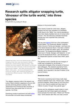 Research splits alligator snapping turtle
