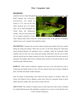 carpenter ants - All Star Training