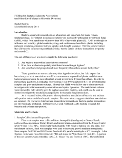 FISHing for Bacteria-Eukaryote Associations (and Other Epic