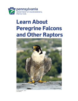 Learn About Peregrine Falcons and Other Raptors