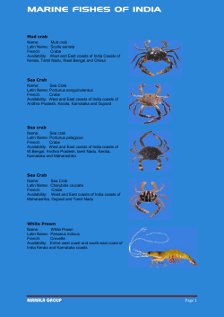 MARINE FISHES OF INDIA