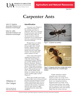 Carpenter Ants - FSA7013