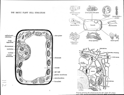 the basic plant cell structure