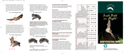 Bat Identification Using Bat Detectors